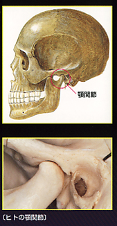 顎関節写真